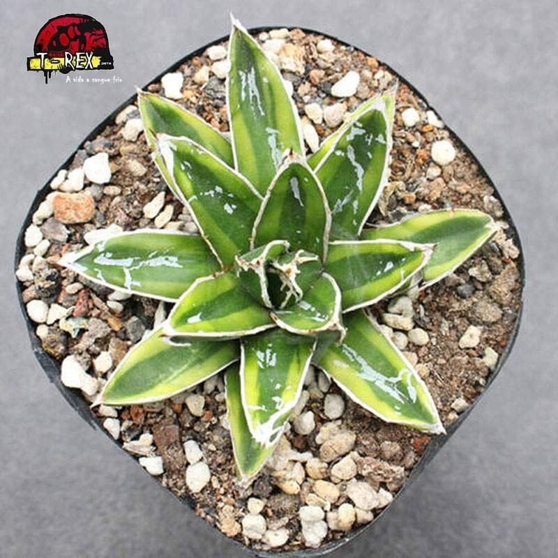 comprar planta suculenta rara