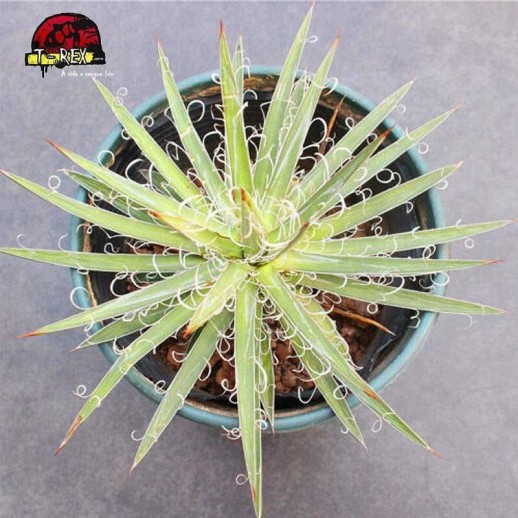 comprar muda de suculenta exotica