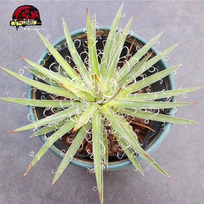 comprar muda de suculenta exotica