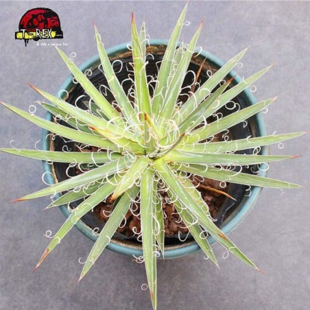 comprar muda de suculenta exotica