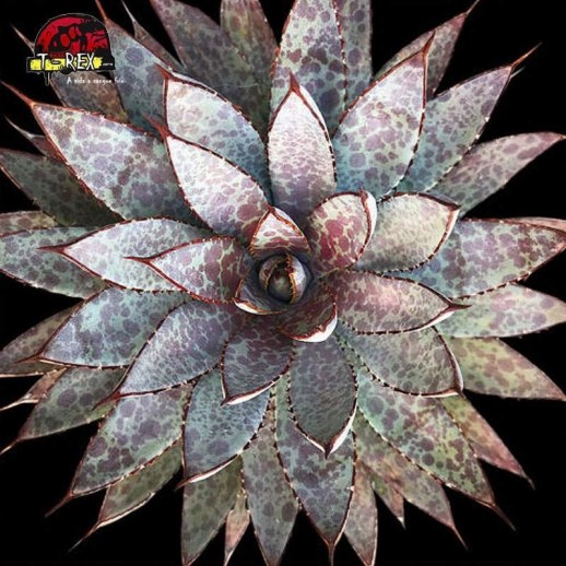 comprar muda de suculenta