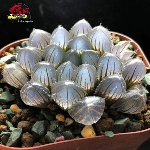 comprar planta suculenta Haworthia