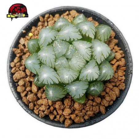 comprar suculenta rara Jade Haworthia