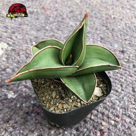 comprar planta suculenta rara