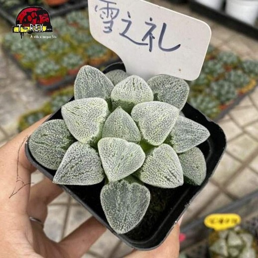 comprar suculenta raridade Floco De Neve comptioniana