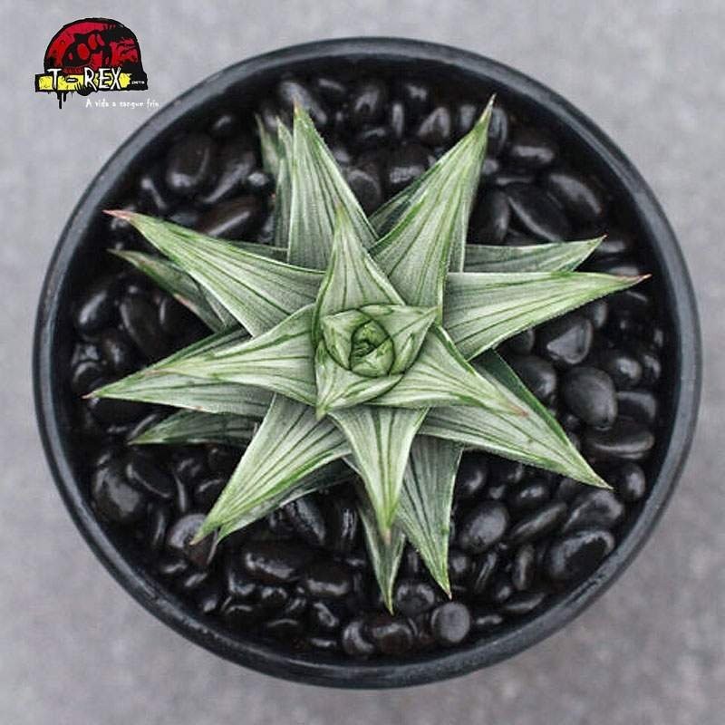 comprar suculenta Haworthia Torre rara