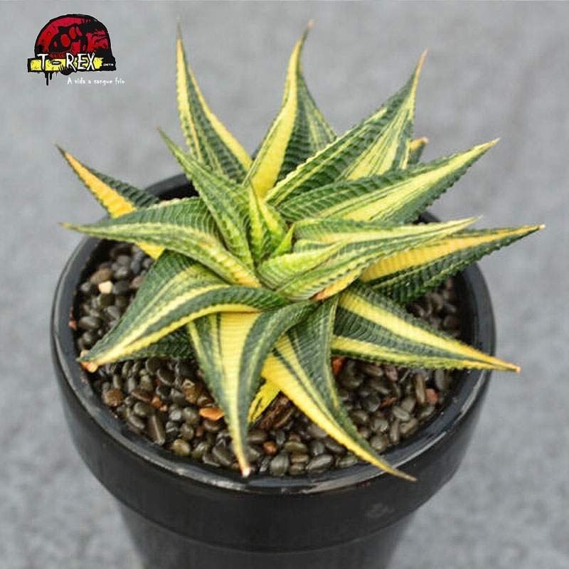aonde comprar muda de suculenta rara limifolia híbrido