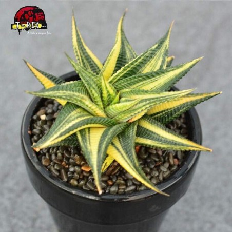 aonde comprar muda de suculenta rara limifolia híbrido