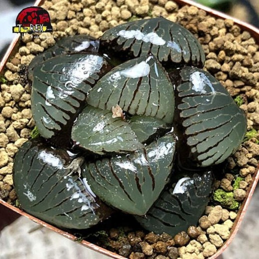 comprar suculenta raridade comptioniana springbokvlakensis