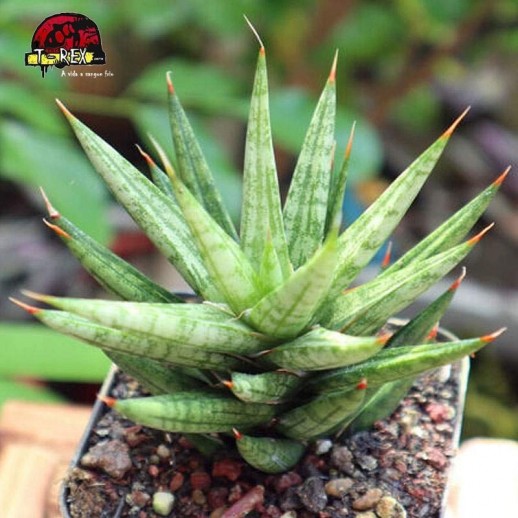 comprar mudas de suculenta sansevieria thunb