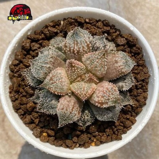 comprar mudas de suculenta Caranguejo