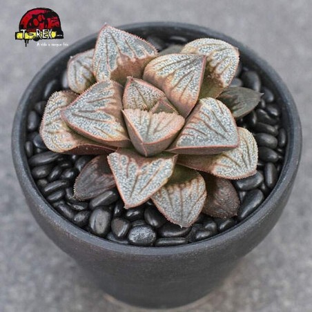 muda de suculenta rara Haworthia liliaceae