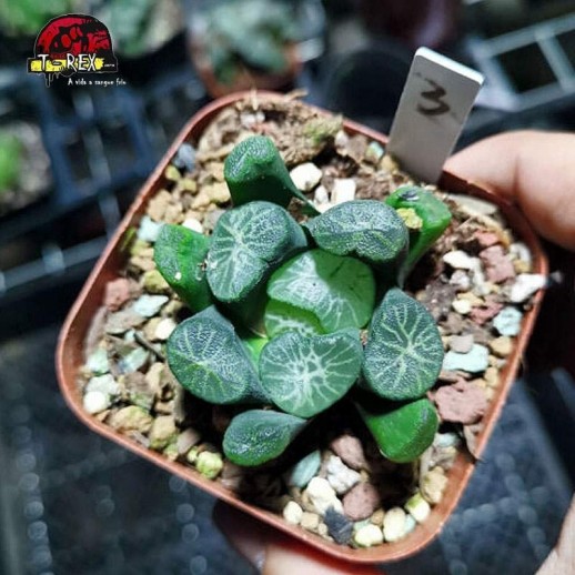 muda raridade de suculenta maughanii shirotae