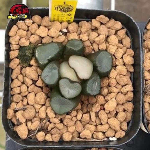 comprar muda de suculenta rara maughanii Budismo