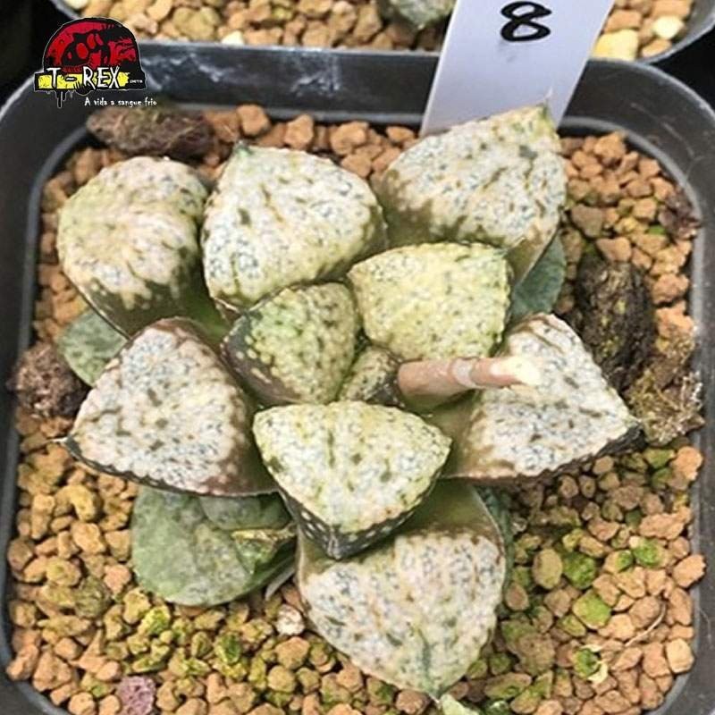 comprar mudas de suculenta Pandora's Magic