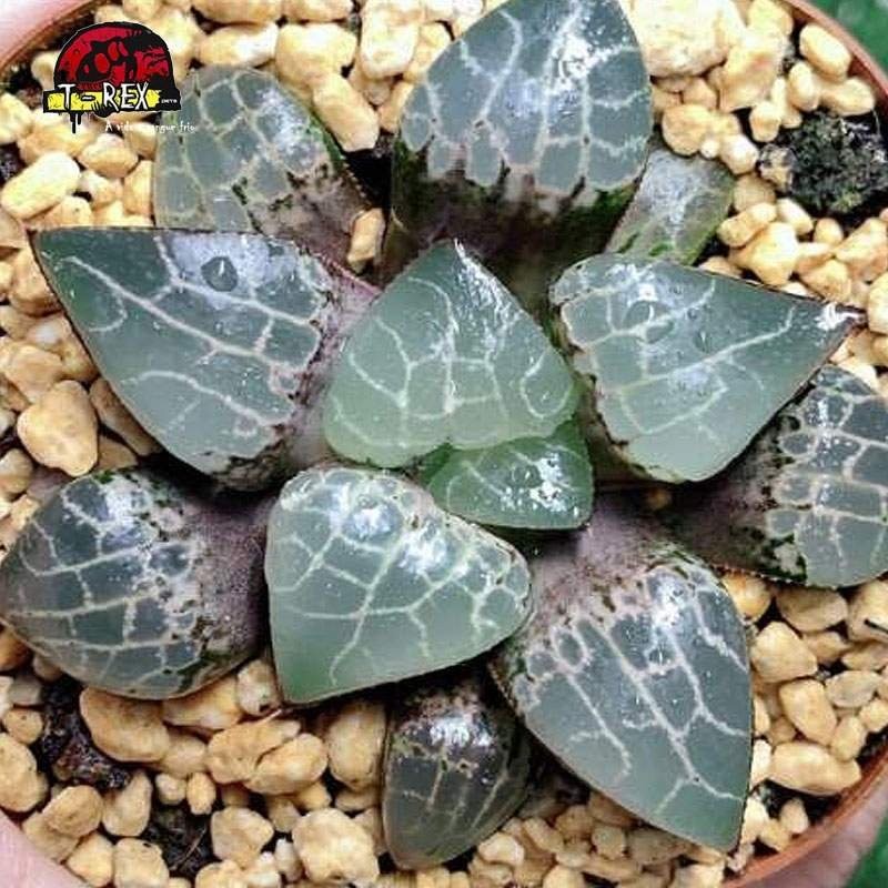 aonde comprar muda rara de suculenta Haworthia