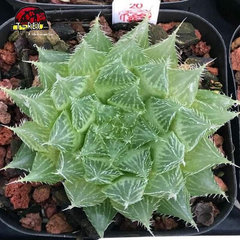 aonde comprar suculenta rara Bolusii tdlod tsomo