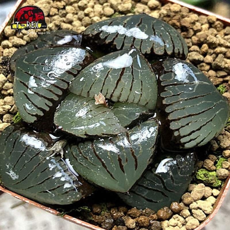 comprar suculenta rara springbokvlakensis híbrido