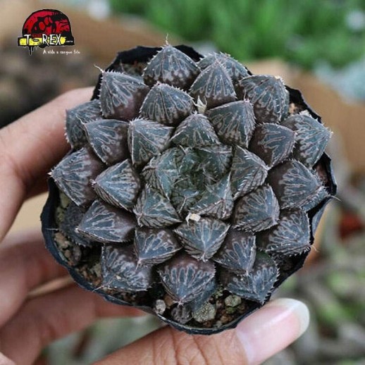 comprar suculenta  Mirror liliaceae