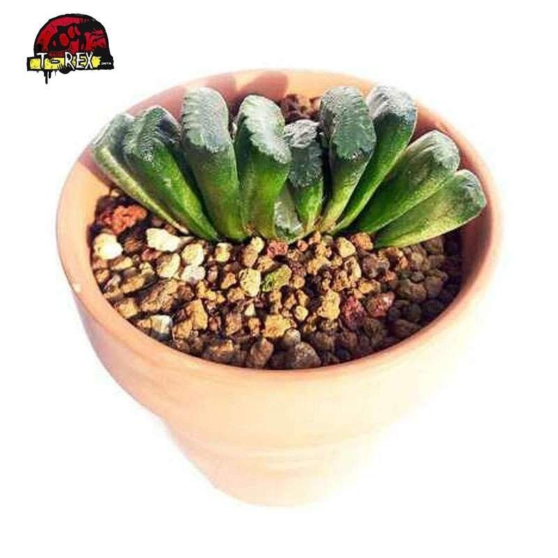 suculenta rara aonde comprar truncata monstros