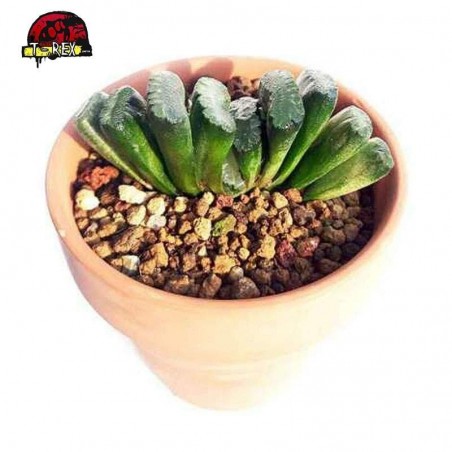 suculenta rara aonde comprar truncata monstros