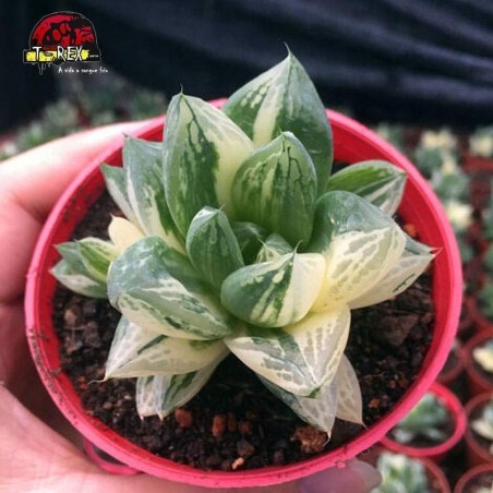 comprar suculenta rara haworthia cuspidata
