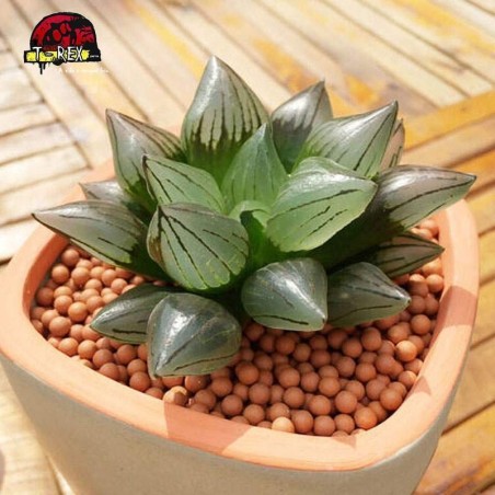 suculenta rara Magnifica V. atrofusca comptioniana