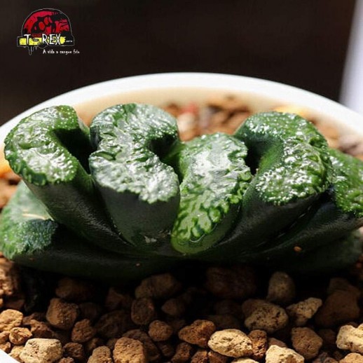 comprar suculenta Daikoku Haworthia Truncata