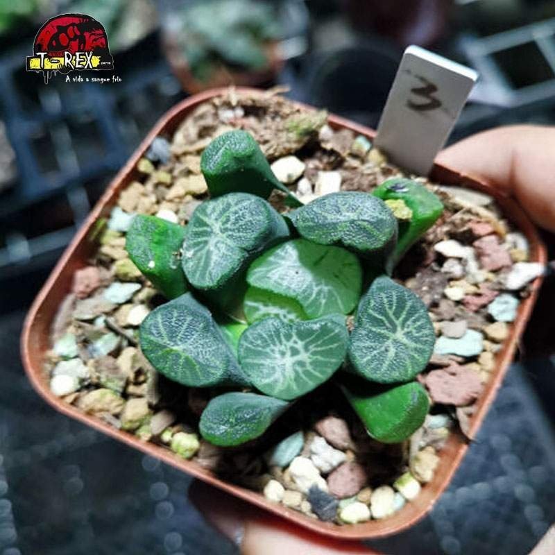 comprar suculenta rara shirotae maughanii