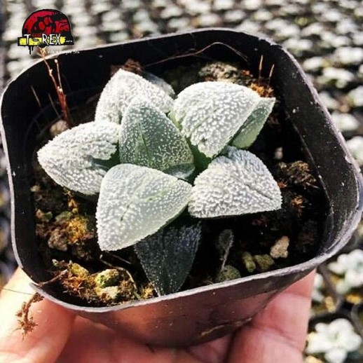 comprar suculenta rara comptioniana emelyae