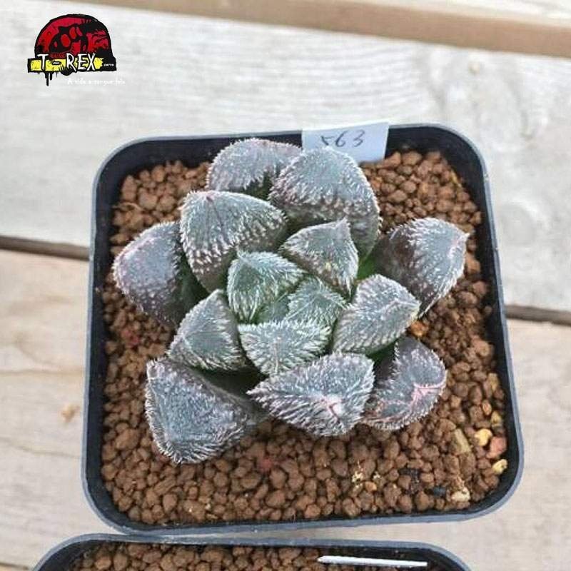 comprar suculenta Venusta rara