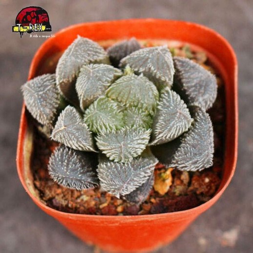 comprar muda de planta suculenta rara