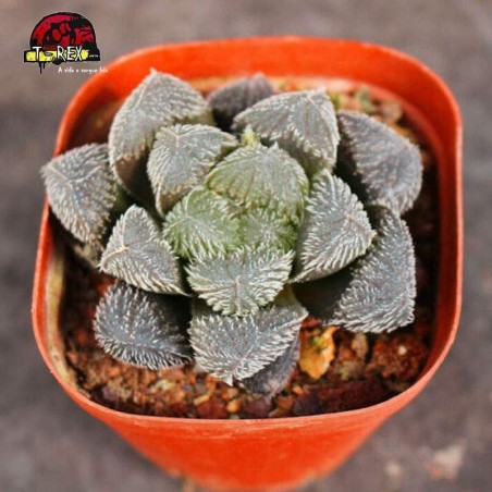 comprar muda de planta suculenta rara