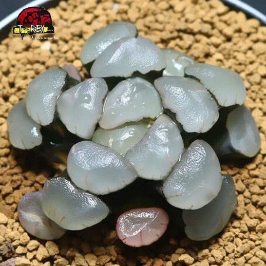 aonde comprar suculenta rara maughanii Roxo