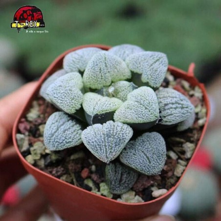 comprar suculenta rara floco de neve