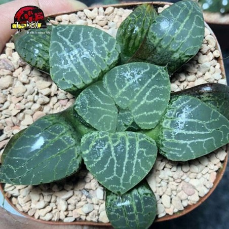 comprar suculenta raridade Haworthia Vidro