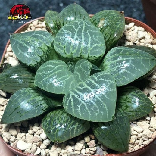comprar suculenta rara Haworthia Vidro