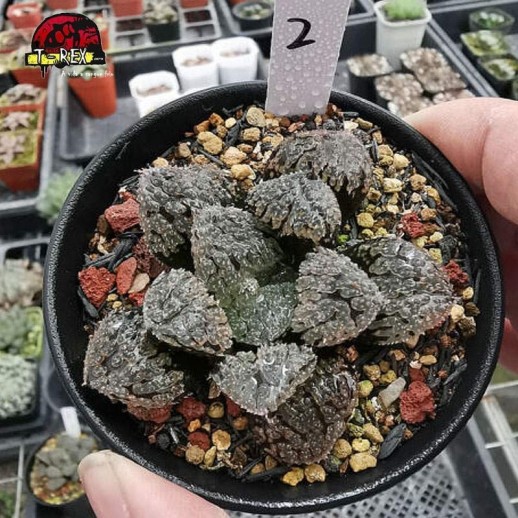 comprar suculenta rara Juwei City