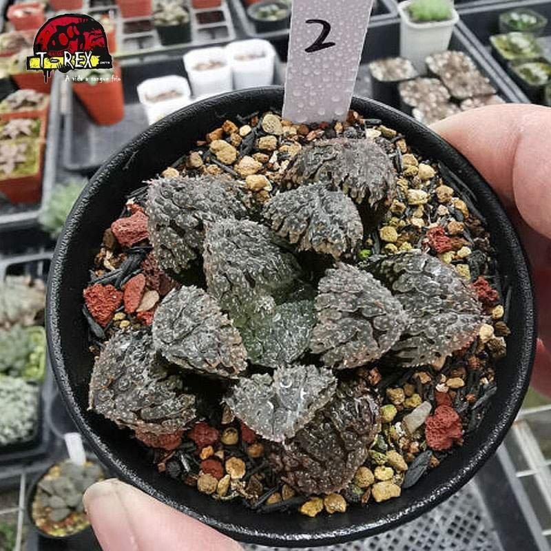 comprar suculenta rara Juwei City