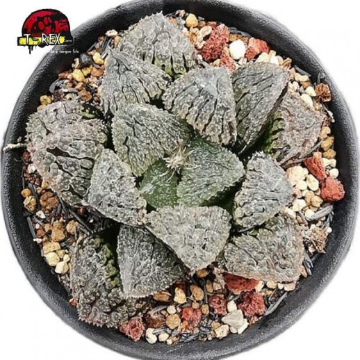 mudas suculenta Juwei City