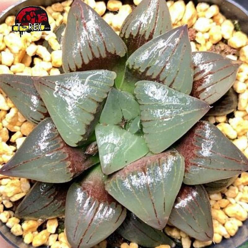 aonde comprar suculenta grão liliaceae