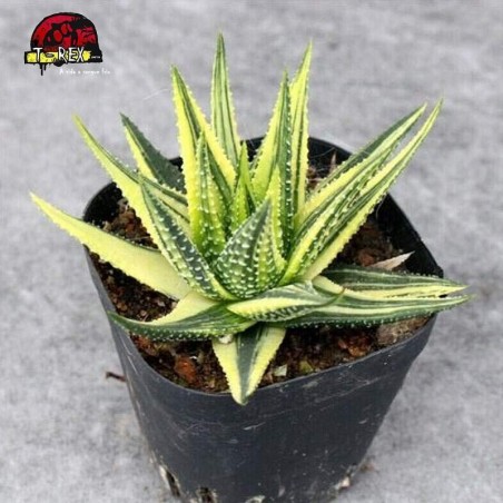 comprar muda suculenta margaritifera