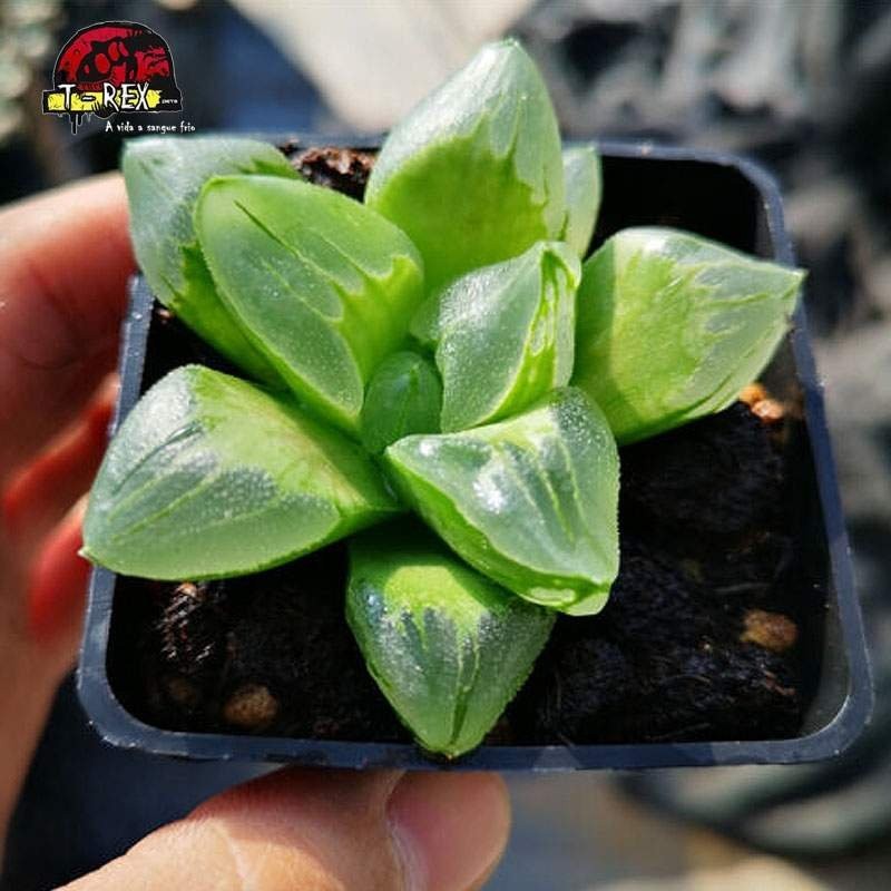 mudas de suculenta gelo city