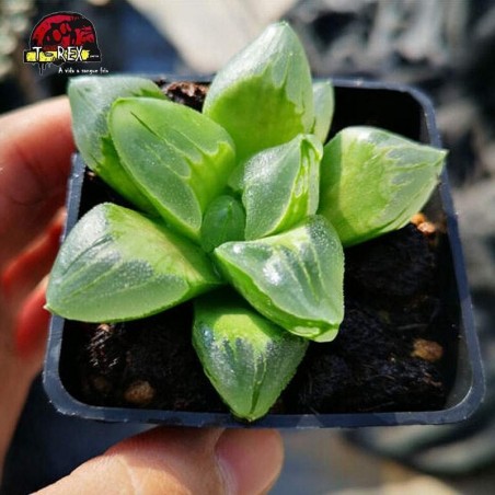 mudas de suculenta gelo city