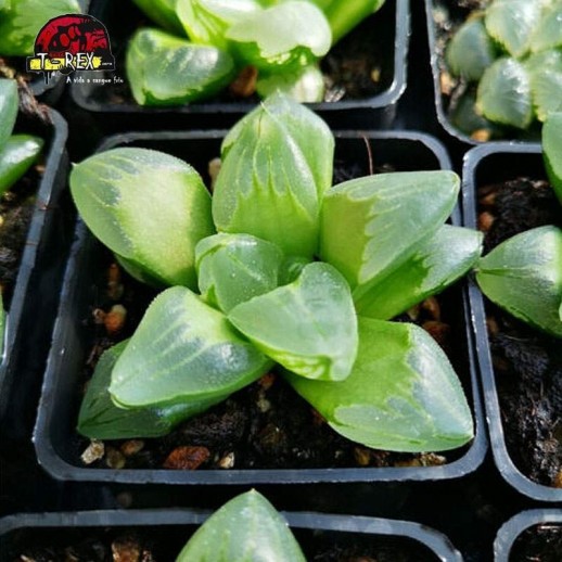 mudinhas de suculenta Gelo City