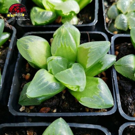 mudinhas de suculenta Gelo City