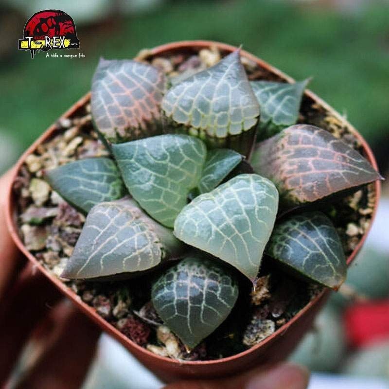 comprar mudinha de cristal roxo