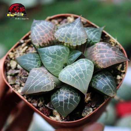 comprar mudinha de cristal roxo