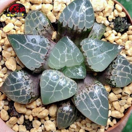 mudas de suculenta cristal rara