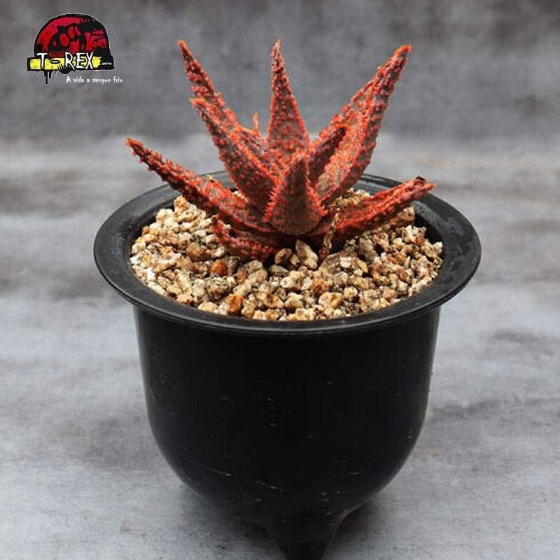 mudas de suculenta rara aloe
